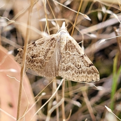 Dichromodes estigmaria (Pale Grey Heath Moth) at Denman Prospect 2 Estate Deferred Area (Block 12) - 13 Dec 2021 by tpreston