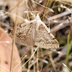 Dichromodes estigmaria (Pale Grey Heath Moth) at Molonglo Valley, ACT - 13 Dec 2021 by tpreston