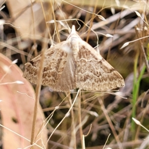 Dichromodes estigmaria at Molonglo Valley, ACT - 13 Dec 2021