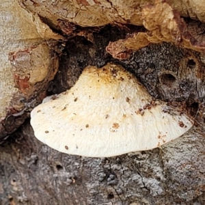 Perenniporia ochroleuca at Stromlo, ACT - 13 Dec 2021