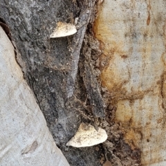 Truncospora ochroleuca at Stromlo, ACT - 13 Dec 2021 04:08 PM