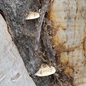 Perenniporia ochroleuca at Stromlo, ACT - 13 Dec 2021