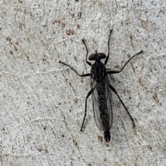 Cerdistus sp. (genus) (Slender Robber Fly) at Stromlo, ACT - 13 Dec 2021 by tpreston