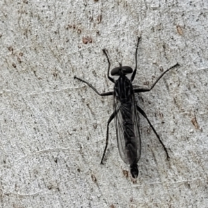 Cerdistus sp. (genus) at Stromlo, ACT - 13 Dec 2021 04:07 PM