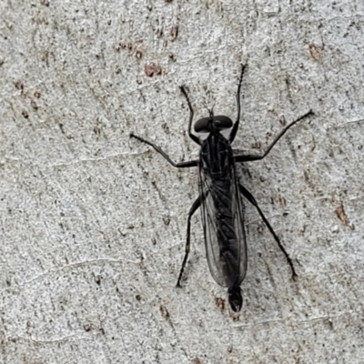 Cerdistus sp. (genus) (Yellow Slender Robber Fly) at Piney Ridge - 13 Dec 2021 by tpreston