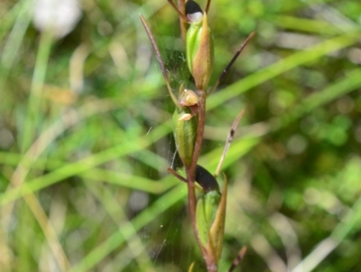 Orthoceras strictum (Horned Orchid) at Shoal Bay, NSW - 13 Dec 2021 by LyndalT