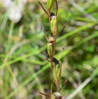 Orthoceras strictum (Horned Orchid) at Tomaree National Park - 13 Dec 2021 by LyndalT