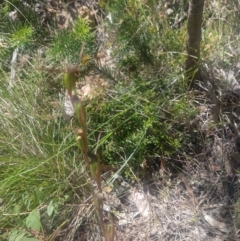 Orthoceras strictum at Shoal Bay, NSW - 13 Dec 2021