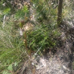 Orthoceras strictum at Shoal Bay, NSW - suppressed