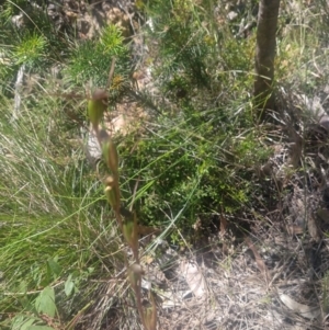 Orthoceras strictum at Shoal Bay, NSW - 13 Dec 2021