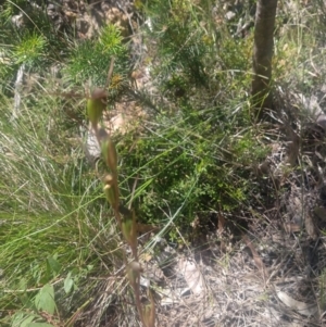 Orthoceras strictum at Shoal Bay, NSW - suppressed