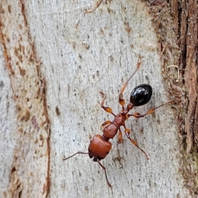 Podomyrma gratiosa (Muscleman tree ant) at Block 402 - 13 Dec 2021 by trevorpreston