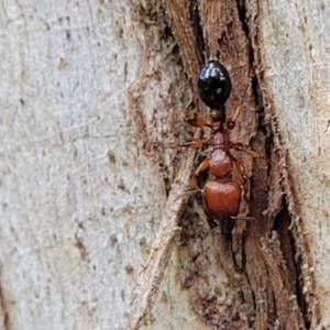 Podomyrma gratiosa at Stromlo, ACT - 13 Dec 2021