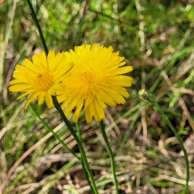 Hypochaeris radicata (Cat's Ear, Flatweed) at Block 402 - 13 Dec 2021 by trevorpreston