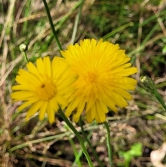 Hypochaeris radicata at Stromlo, ACT - 13 Dec 2021 04:00 PM