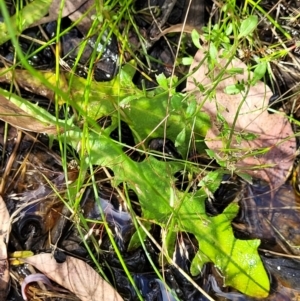 Hypochaeris radicata at Stromlo, ACT - 13 Dec 2021 04:00 PM