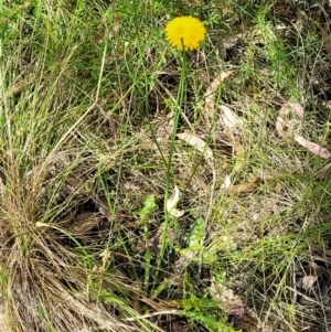 Hypochaeris radicata at Stromlo, ACT - 13 Dec 2021 04:00 PM