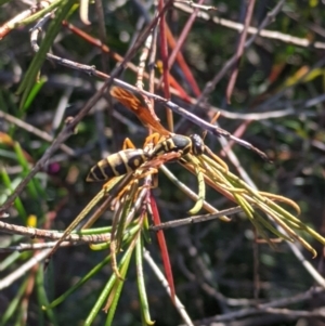 Polistes (Polistes) chinensis at Amaroo, ACT - suppressed