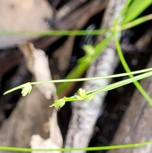 Isolepis sp. at Stromlo, ACT - 13 Dec 2021