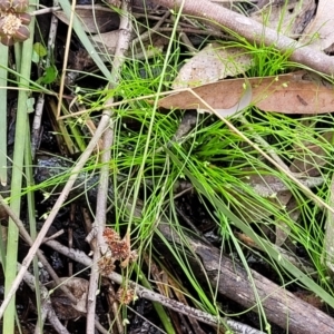 Isolepis sp. at Stromlo, ACT - 13 Dec 2021