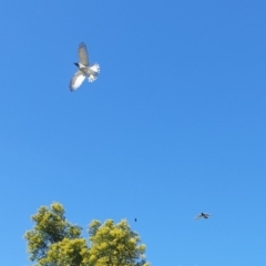 Coracina novaehollandiae (Black-faced Cuckooshrike) at Lake Ginninderra - 13 Dec 2021 by Rixon