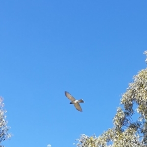 Coracina novaehollandiae at Belconnen, ACT - 13 Dec 2021