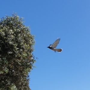 Coracina novaehollandiae at Belconnen, ACT - 13 Dec 2021