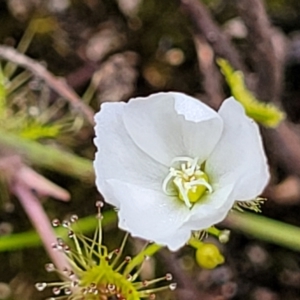 Drosera gunniana at Stromlo, ACT - 13 Dec 2021