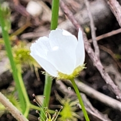 Drosera gunniana at Stromlo, ACT - 13 Dec 2021