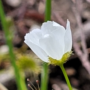 Drosera gunniana at Stromlo, ACT - 13 Dec 2021