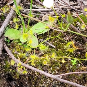 Drosera gunniana at Stromlo, ACT - 13 Dec 2021 03:57 PM