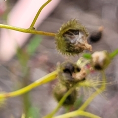 Drosera gunniana at Stromlo, ACT - 13 Dec 2021 03:55 PM