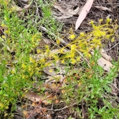 Drosera gunniana at Stromlo, ACT - 13 Dec 2021 03:55 PM