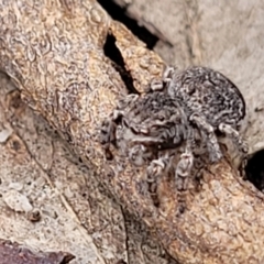 Maratus vespertilio (Bat-like peacock spider) at Piney Ridge - 13 Dec 2021 by tpreston