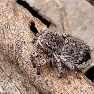 Maratus vespertilio at Stromlo, ACT - suppressed