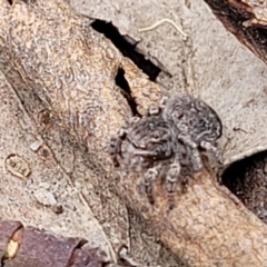 Maratus vespertilio at Stromlo, ACT - suppressed