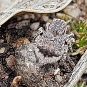 Maratus vespertilio at Stromlo, ACT - suppressed