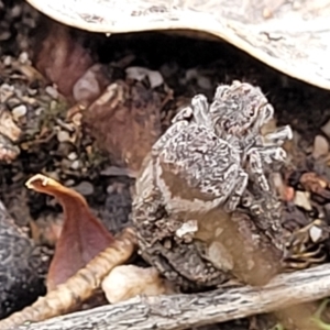 Maratus vespertilio at Stromlo, ACT - suppressed