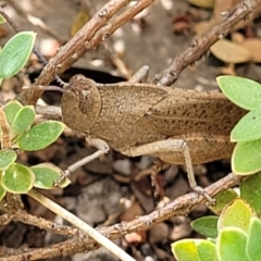 Goniaea opomaloides (Mimetic Gumleaf Grasshopper) at Stromlo, ACT - 13 Dec 2021 by trevorpreston