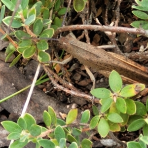 Goniaea opomaloides at Stromlo, ACT - 13 Dec 2021