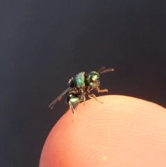 Chrysididae (family) (Cuckoo wasp or Emerald wasp) at Kaleen, ACT - 11 Dec 2021 by Rixon