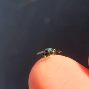 Chrysididae (family) at Kaleen, ACT - 11 Dec 2021 07:15 AM