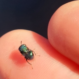 Chrysididae (family) at Kaleen, ACT - 11 Dec 2021 07:15 AM