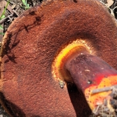 zz bolete at Piney Ridge - 13 Dec 2021 by tpreston