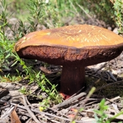 zz bolete at Stromlo, ACT - 13 Dec 2021 03:43 PM