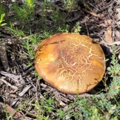 zz bolete at Stromlo, ACT - 13 Dec 2021 03:43 PM