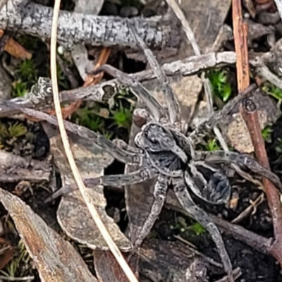 Tasmanicosa sp. (genus) (Unidentified Tasmanicosa wolf spider) at Piney Ridge - 13 Dec 2021 by tpreston