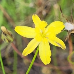 Tricoryne elatior (Yellow Rush Lily) at Stromlo, ACT - 13 Dec 2021 by trevorpreston