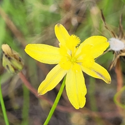 Tricoryne elatior (Yellow Rush Lily) at Stromlo, ACT - 13 Dec 2021 by trevorpreston