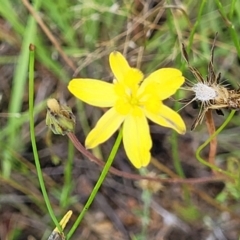 Tricoryne elatior at Bluetts Block (402, 403, 12, 11) - 13 Dec 2021